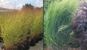 Ornamental grass varieties are a wonderful addition to any landscape. Ornamental Grasses Overview Johnson S Gardens Cedarburg Wi