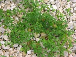 Image result for Cardiospermum