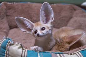 Cute baby fennec fox pictures. Baby Fennec Fox Isn T He Cute Here S A Baby Fennec Fox An Flickr