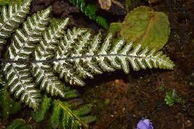 Image result for Aleuritopteris