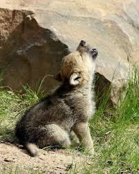 I Cuccioli Di Lupo Sono Molto Importanti Per Il Branco Wolves Puppies Are Very Important For Al Bebek Kurtlar Cok Sirin Hayvanlar Kangal Kopegi