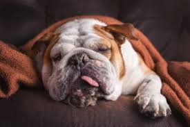 What does it mean if your dog throws up. Dog Vomiting Bluepearl Pet Hospital