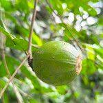 Image result for Rothmannia urcelliformis