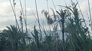 We did not find results for: Playa El Rebollo La Marina Aktuelle 2021 Lohnt Es Sich Mit Fotos Tripadvisor