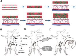 We did not find results for: Animal Experiment For 3 D Vascularized Smooth Muscle Tissue Flap Download Scientific Diagram