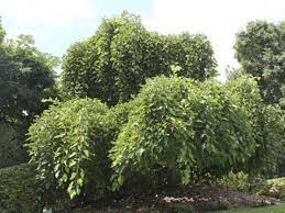 Weeping mulberry trees enjoy a well drained, general potting mix easily found at your local box store. Weeping Mulberry Morus Alba Pendula