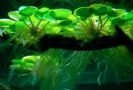 Image result for Salvinia hastata