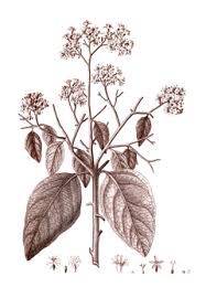 Image result for Cordia alliodora