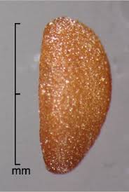 Image result for Spermacoce latituba