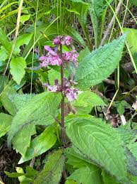 Image result for Stachys didymantha