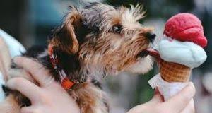 Simple yet effective · modern and ethical · easy to follow steps 6 Best Dachshund Breeders In New York 2021 We Love Doodles