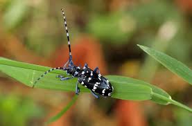 Image result for Belonophora