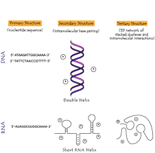 Dna, short for deoxyribonucleic acid, is a molecule that encodes the genetic instructions that is used for the development and functioning of cells in a living organism and many viruses. The Differences Between Dna And Rna Explained With Diagrams Owlcation
