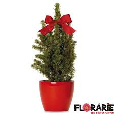Alege inaltimea dorita pentru acest brad de craciun in ghiveci si trimite comanda online! Brad Natural In Ghiveci Cu Vas Decorativ Rosu Pret Atractiv