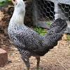 (pullets vs cockerels) in the world of chicken raising, there are a lot of terms that can get a little confusing, particularly when you get started. 1