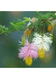 Image result for Dichrostachys