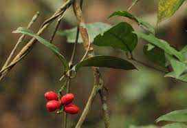 Image result for Gnetum