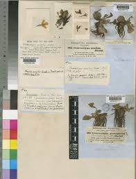 Image result for Craterostigma pumilum