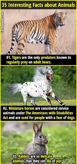 Pin On Random Facts