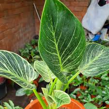 Jul 15, 2021 · find out all you need to know to buy a healthy philodendron birkin plant, how to care for it, keep its lovely colors bright and tips for successful propagation. Birkin Philodendron Lazada Ph