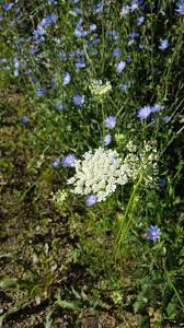 Maybe you would like to learn more about one of these? Wisconsin S Blooming Roadside Avant Gardening Avant Gardening