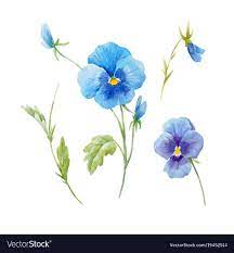 Watercolor Pansy Flower Set Vector Image On Vectorstock Pansies Flowers Flower Drawing Pansies