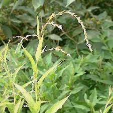 Image result for Persicaria barbata