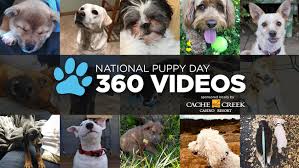 Ideas for pet adoption event marketing and promotion including flyers, giveaways, etc. Abc7 Puppy Cam Adoption Event With Perfect Pet Partners For National Puppy Day 2019 Abc7 San Francisco