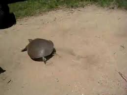Turtles of the genus gopherus have recorded speeds of 0.13 to 0.30 mph (0.05 to 0.13 m/s). Fast Turtle Runs In To The Forest Youtube