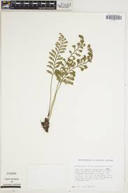 Image result for Selaginella goudotiana