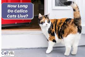 Calico Cats: A Guide To Their Unique Temperament