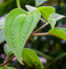 Image result for Acalypha welwitschiana