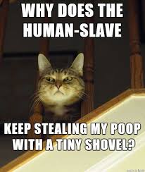Here is latest collection funny cat memes. Funny Cat Thoughts By Cats 18 Thoughts In 2021 Funny Cat Memes Best Cat Memes Funny Cat Jokes