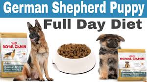 Homemade food for german shepherd puppies. German Shepherd Puppy Full Day Diet Plan German Shepherd Dog Full Day Diet Plan Youtube