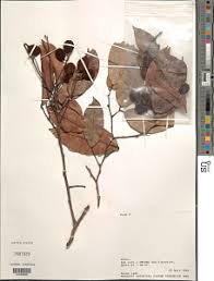 Image result for Dialium englerianum