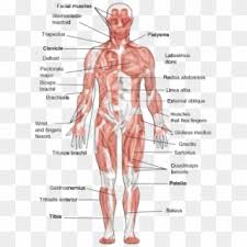 Human muscle system, the muscles of the human body that work the skeletal system, that are under voluntary control, and that are concerned with movement, posture, and balance. Responsible For The Movement Of The Human Body As It Labeled Front Muscular System Clipart 5447740 Pikpng