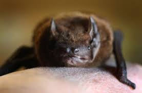 Find and follow posts tagged fledermäuse on tumblr. Die Stadt Bayreuth Rat Fledermaus Im Haus Was Tun Bayreuth Nordbayerischer Kurier