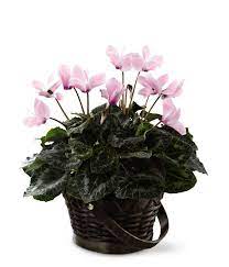 Check spelling or type a new query. Cyclamen Plant Care