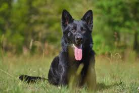 All black german shepherd puppies for sale in michigan. Black German Shepherds 9 Cool Important Facts You Didn T Know World Of Dogz