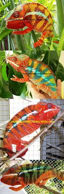 Pin On Reptile Supplies 1285