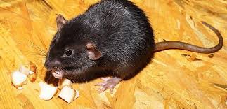Ratten Vertreiben Das Ist Zu Beachten Dervertreiber De