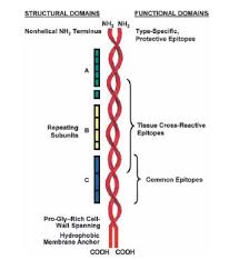 Image result for Group D Streptococcus