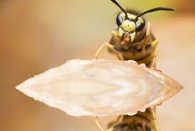 Landlords are responsible for pest control and keeping infestations away but there are situations where a tenant can have living behaviors that lead to an infestation and in those cases a tenant can be responsible. The Most Common Pest Control Problems Faced By Homeowners