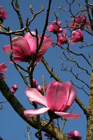 Pin On Wake Up Smell The Flowers