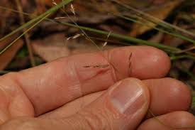 Image result for Eragrostis habrantha