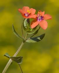 Image result for Lysimachia arvensis