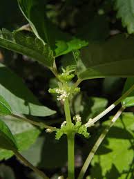 Image result for Pilea sublucens