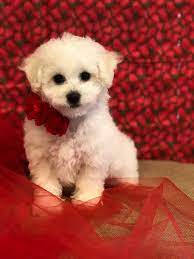 Bichon Frise Sales Breeder Precious Bichon Frise