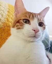 Trabzon Asillerinden Olmak Bunu Gerektirir Annemin Yataga Pislememle Ilgili Iftiralarina Kanmadiniz Isalla Kedi Kedim Divrit Cat Cats Kedi Hayvanlar