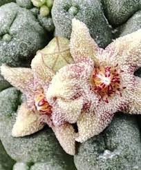 Image result for Tridentea marientalensis